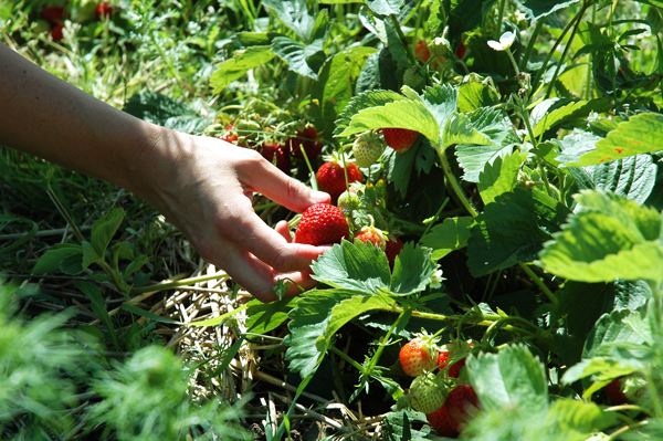 strawberries